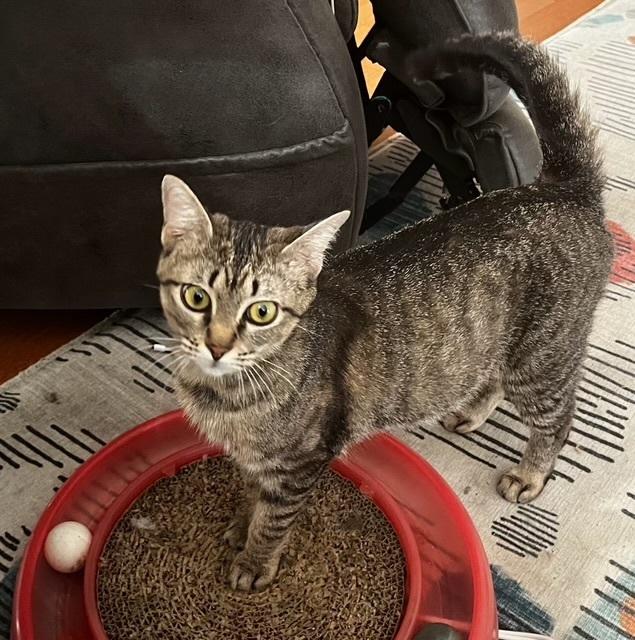 Turquoise, a Adoptable mixed breed in Powder Springs, GA image 5/5