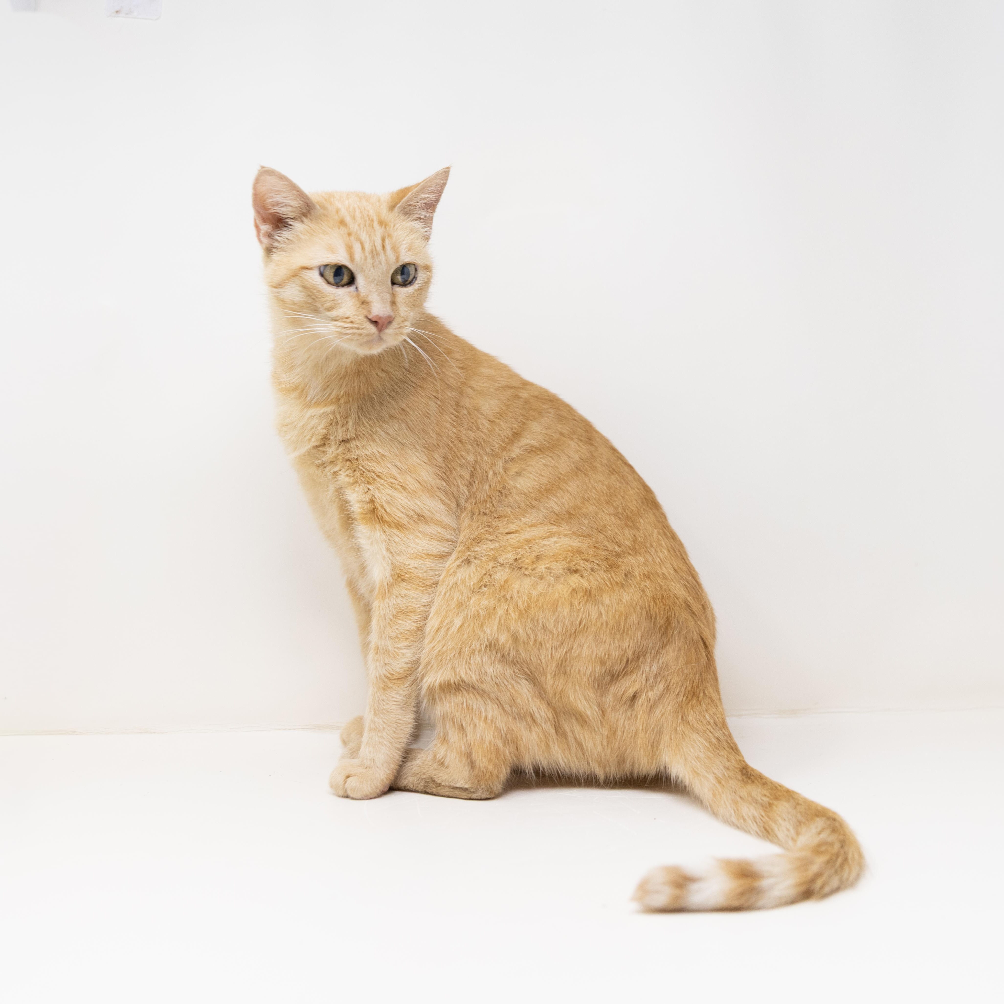 Enlarge Rain, a Adoptable Tabby in Justin, TX image 3/6