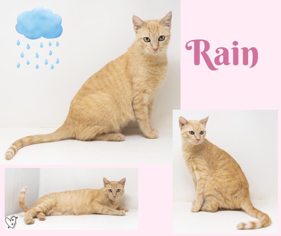 Enlarge Rain, a Adoptable Tabby in Justin, TX image 6/6