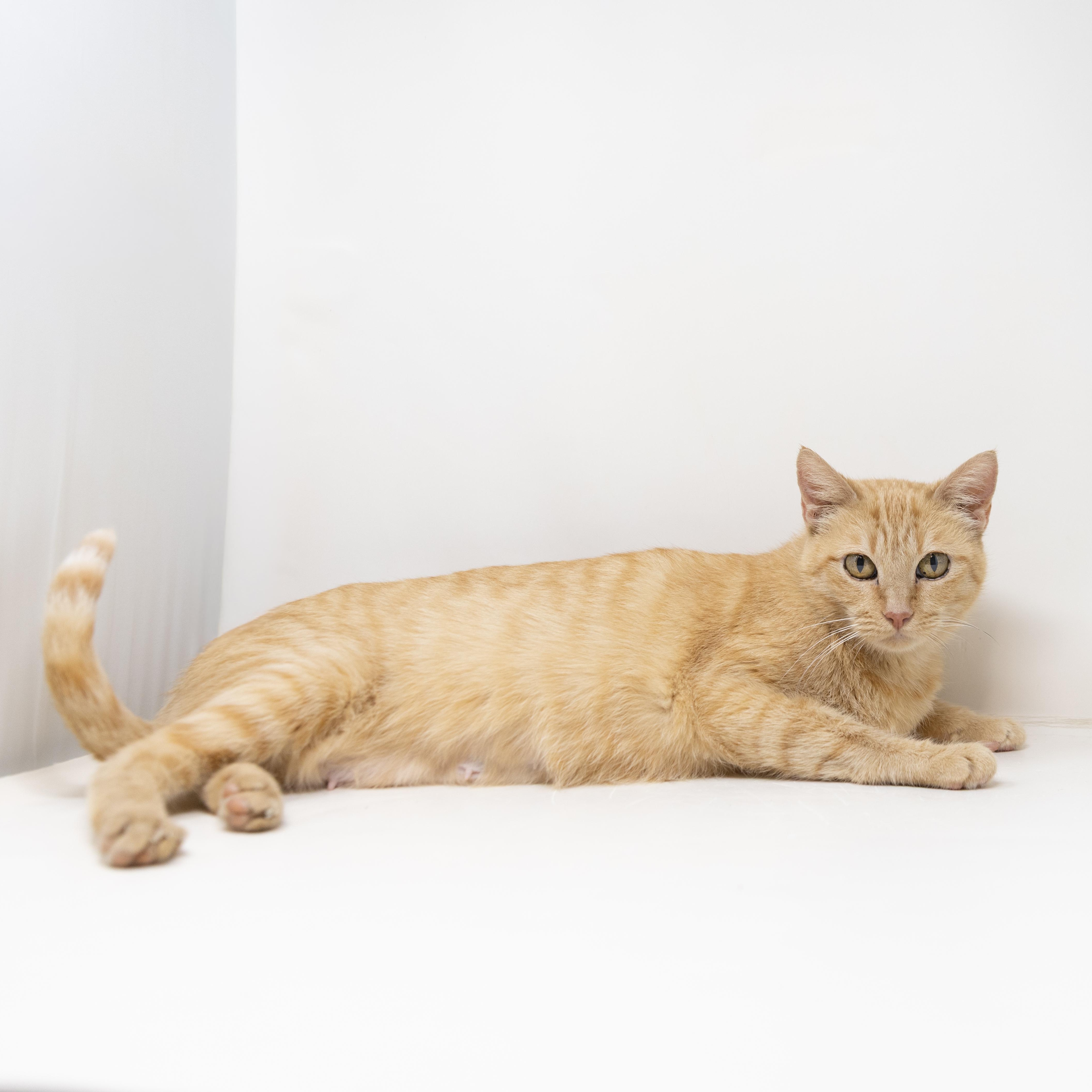 Enlarge Rain, a Adoptable Tabby in Justin, TX image 4/6