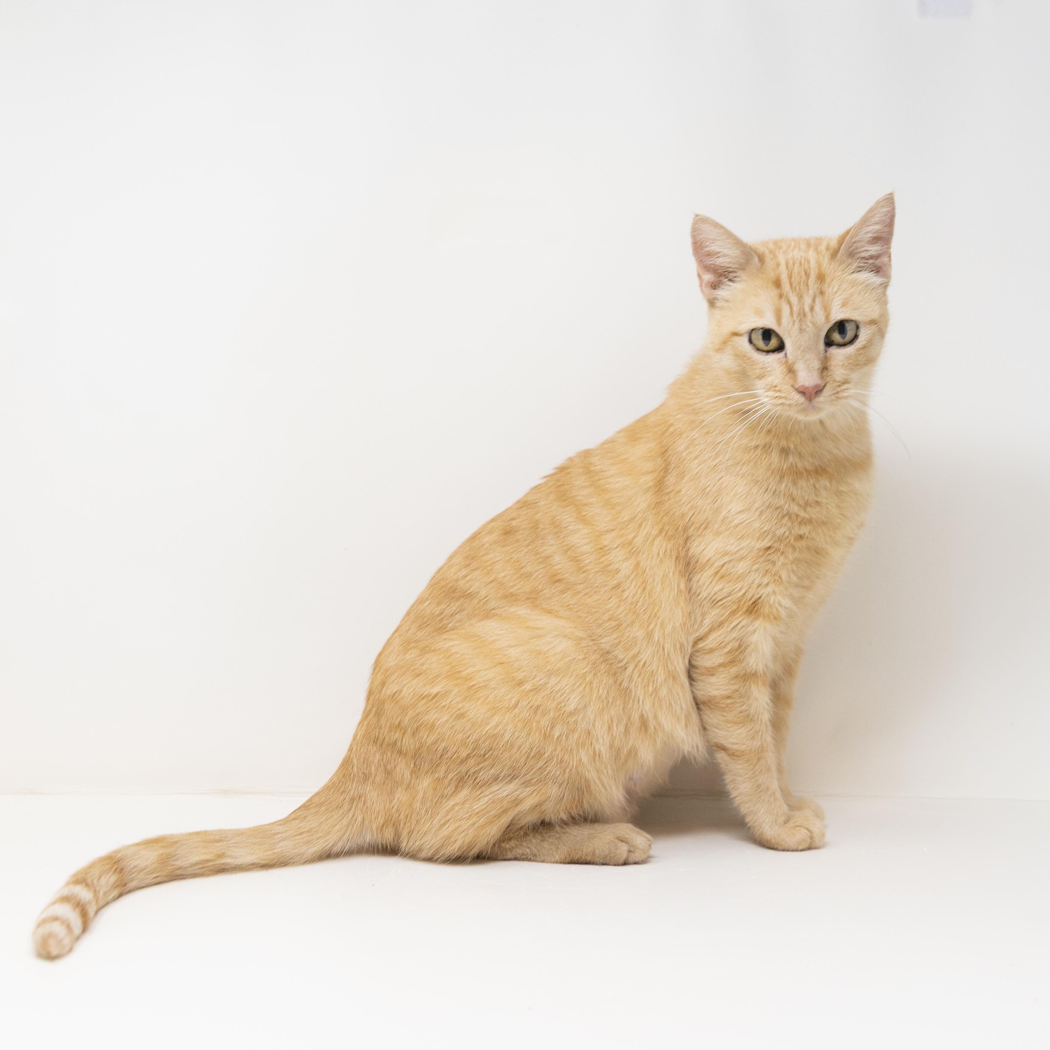 Enlarge Rain, a Adoptable Tabby in Justin, TX image 2/6