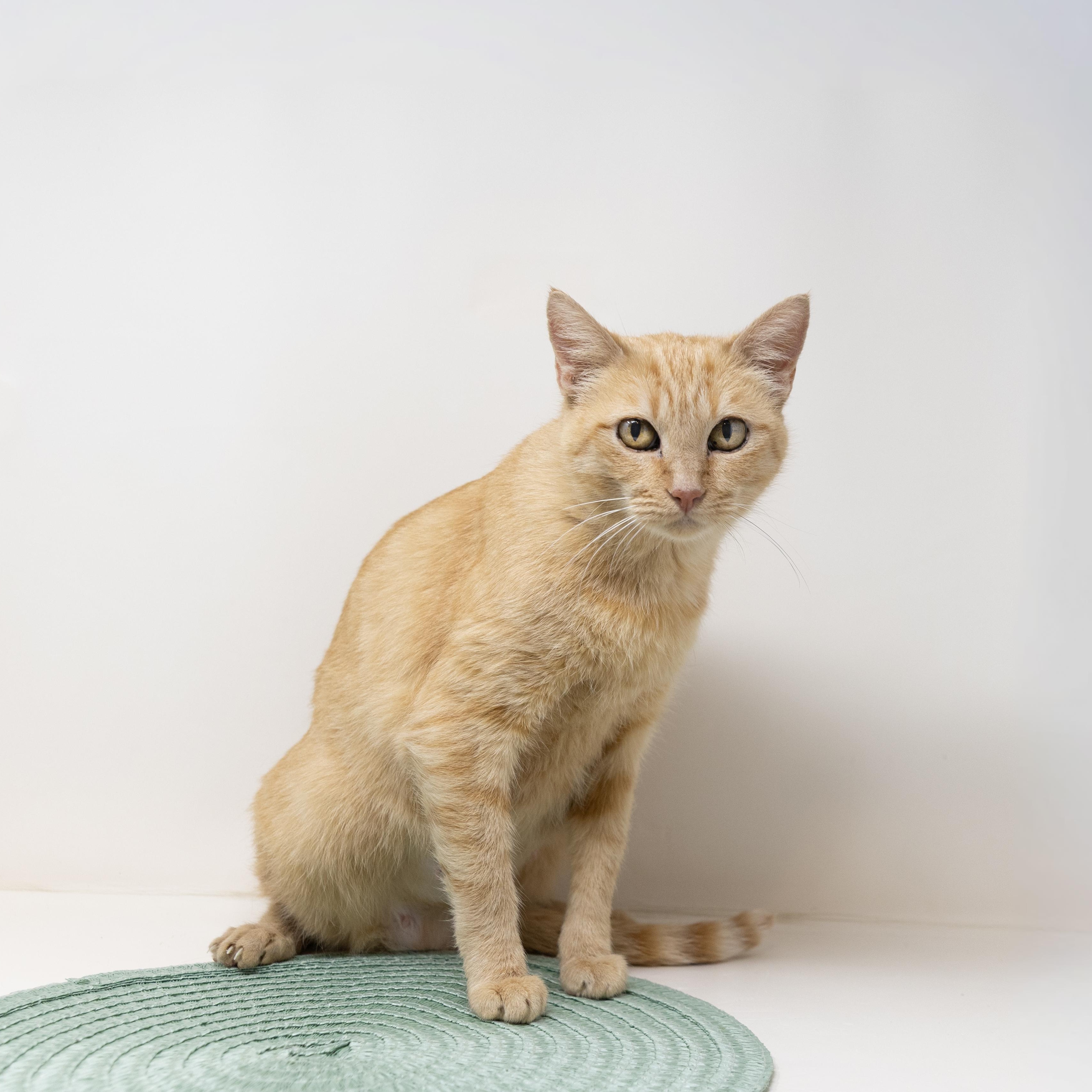 Rain, Adoptable, Adult Female Tabby.