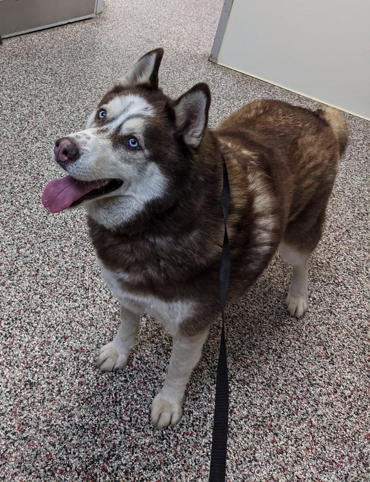 Enlarge Neiko, a ADOPTABLE Husky in Tiffin, OH image 1/1