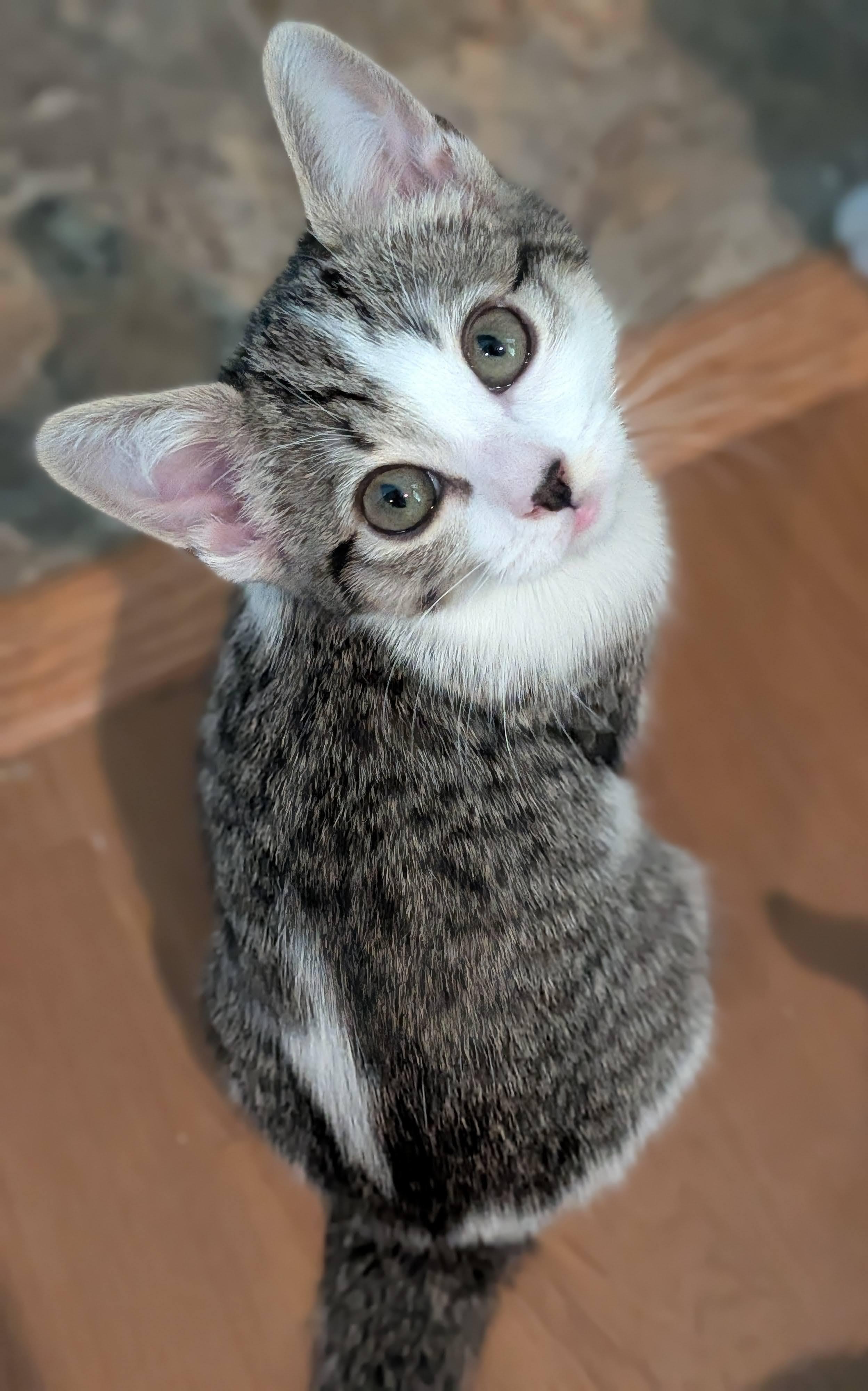 Spring, a ADOPTABLE Domestic Short Hair in Irvine, CA image 2/3