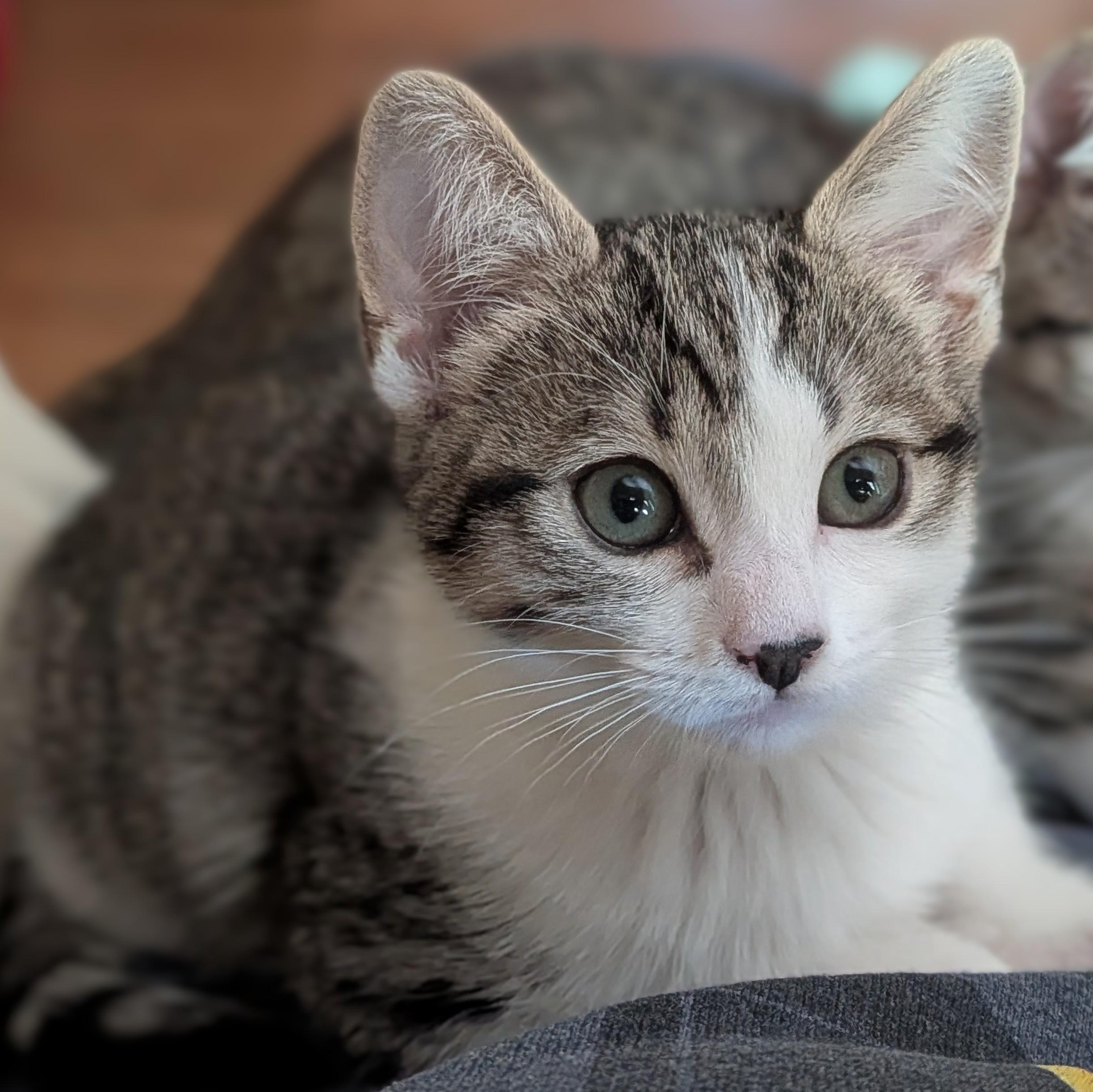 Spring, a ADOPTABLE Domestic Short Hair in Irvine, CA image 1/3