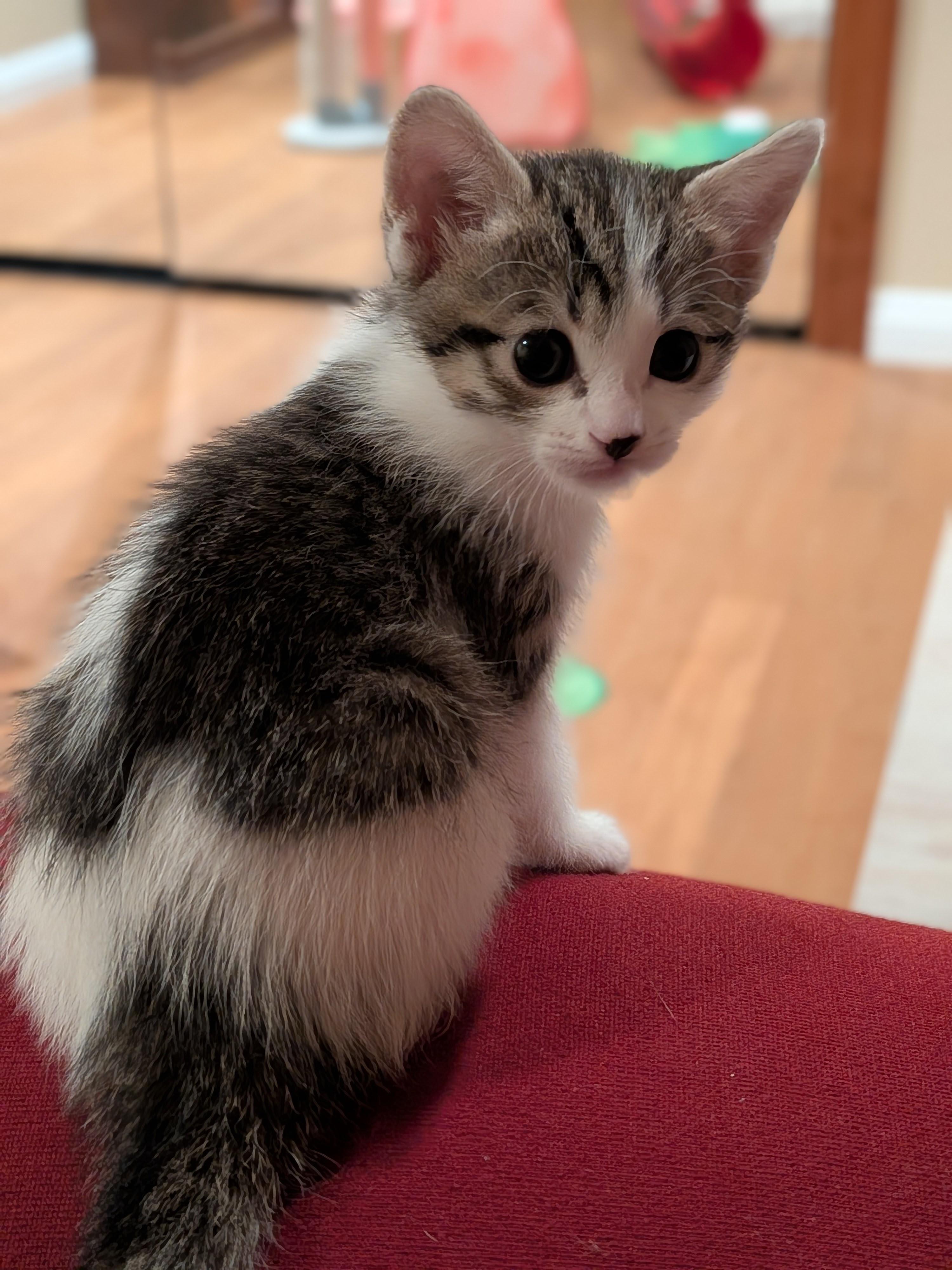 Spring, a ADOPTABLE Domestic Short Hair in Irvine, CA image 3/3