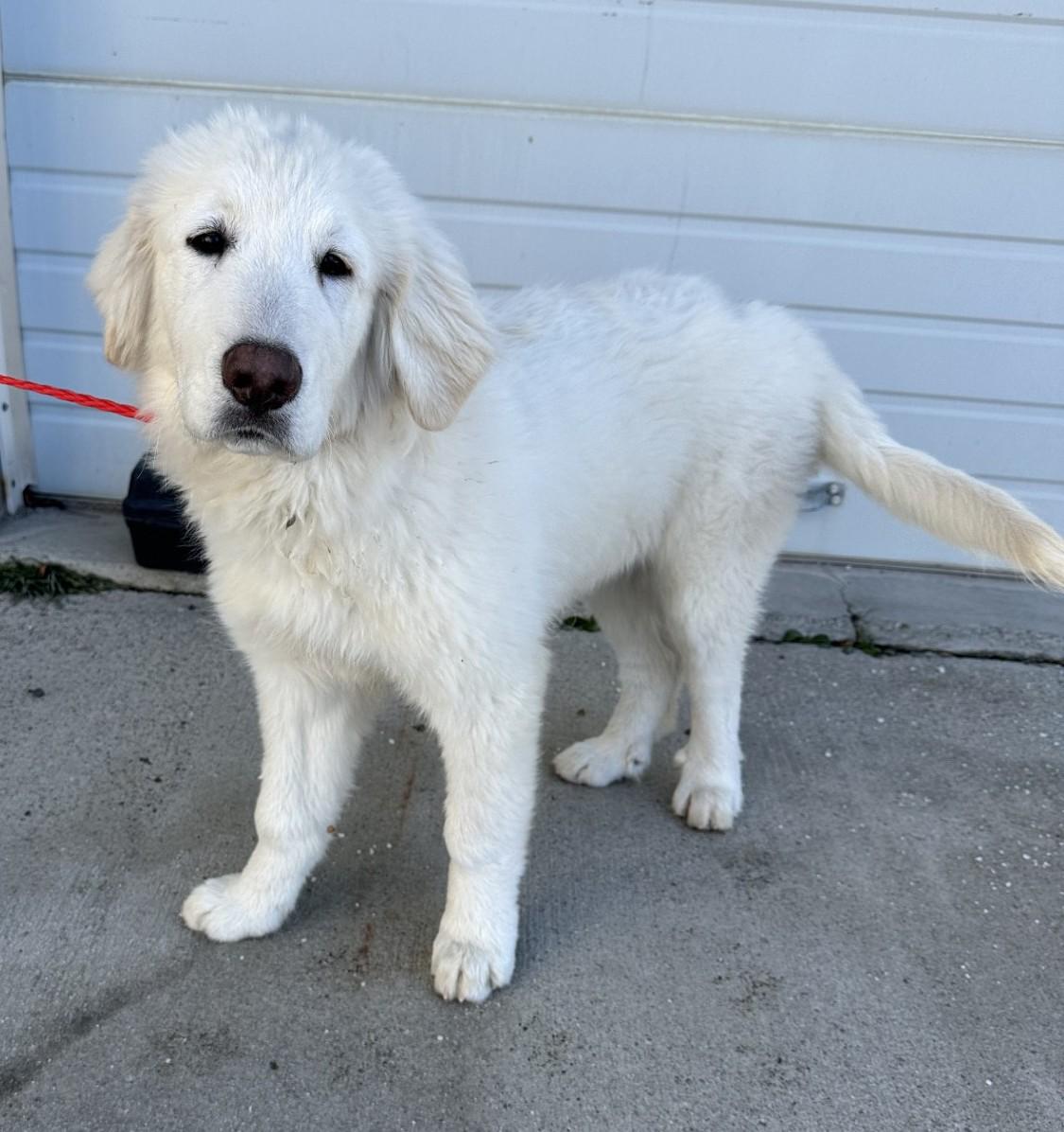 Enlarge 60092849, a ADOPTABLE Great Pyrenees in Elko, NV image 1/1