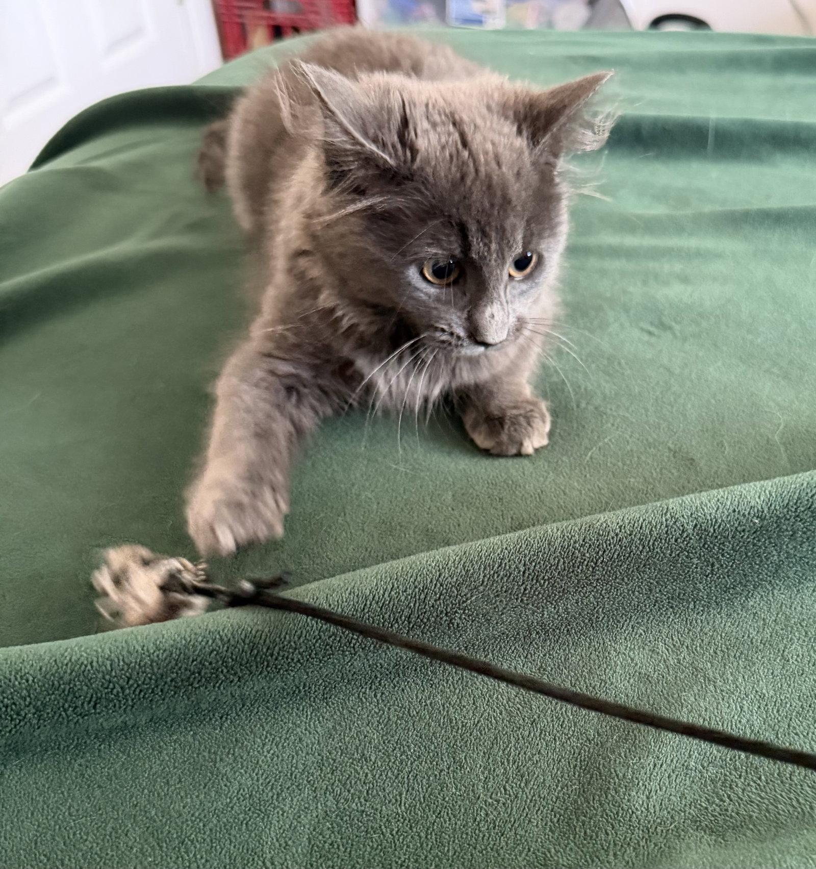 Stormy, Adoptable, Young Female Domestic Long Hair.