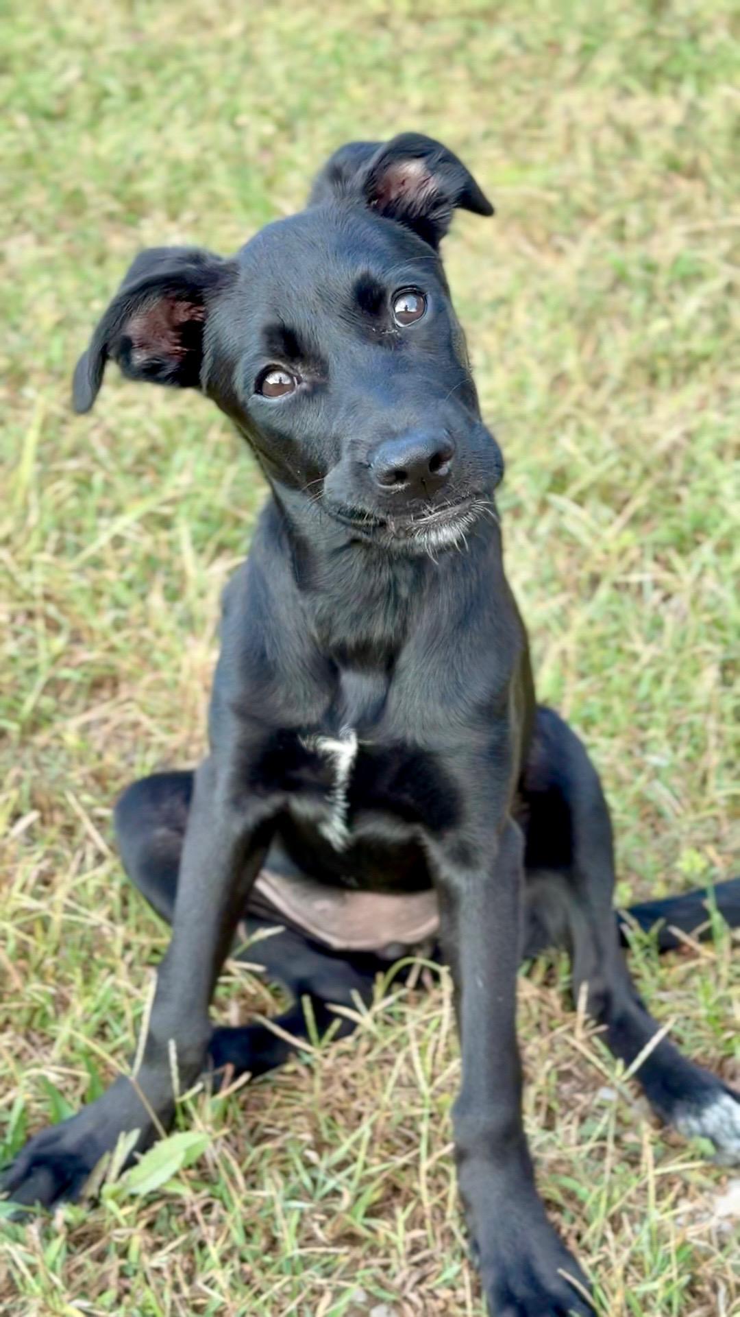 Enlarge Kleo, a Adoptable mixed breed in Lexington, KY image 2/4