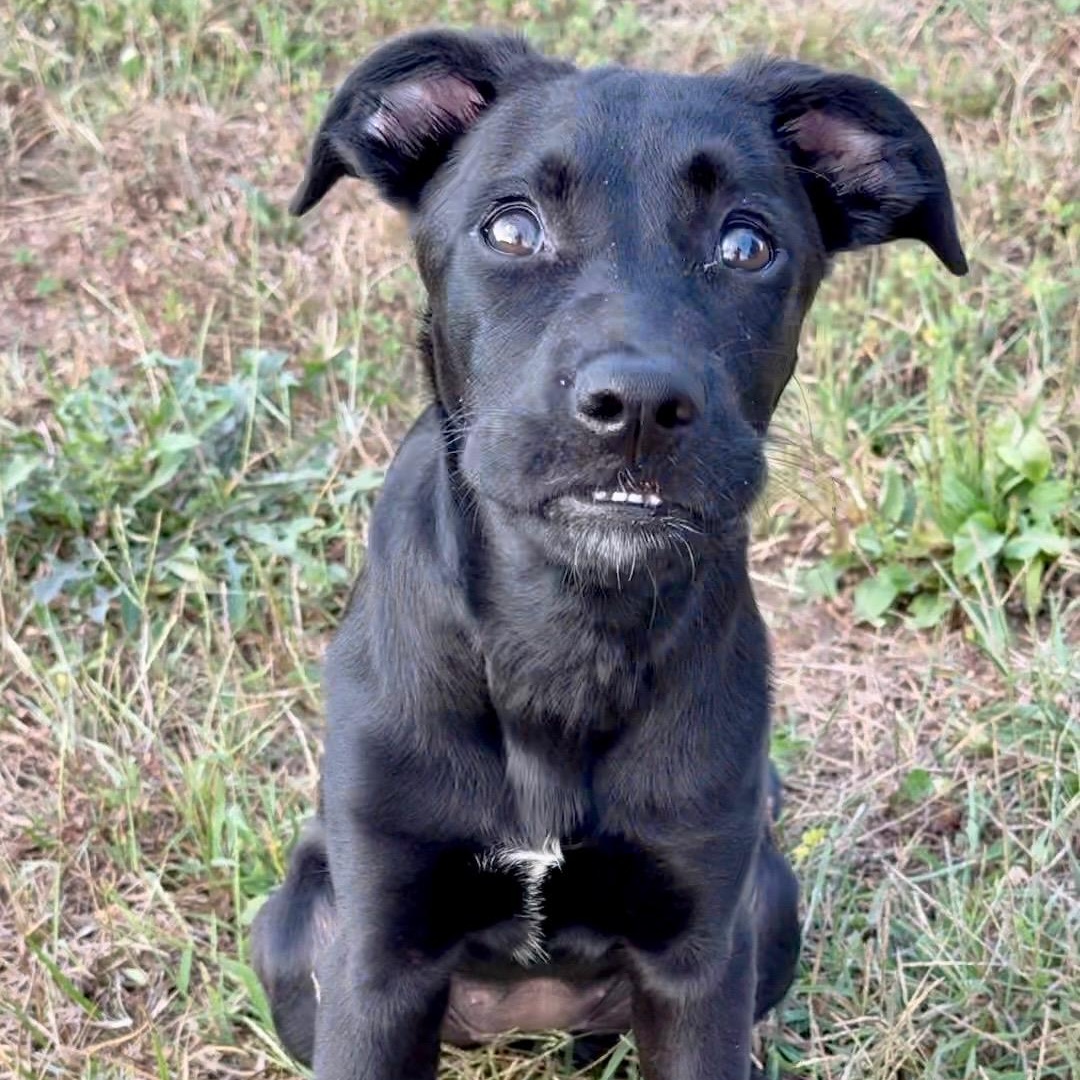 Kleo, Adoptable, Young Female Labrador Retriever & Terrier.