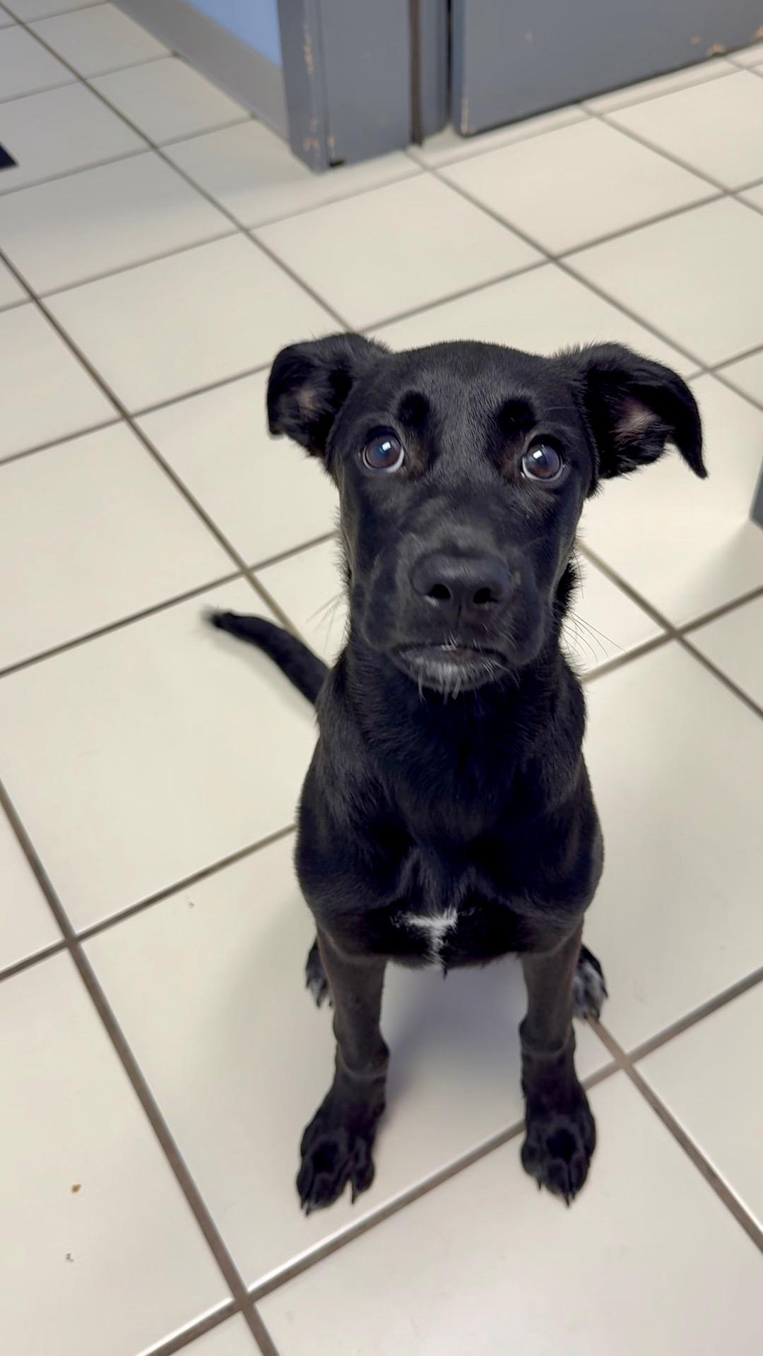 Enlarge Kleo, a Adoptable mixed breed in Lexington, KY image 4/4