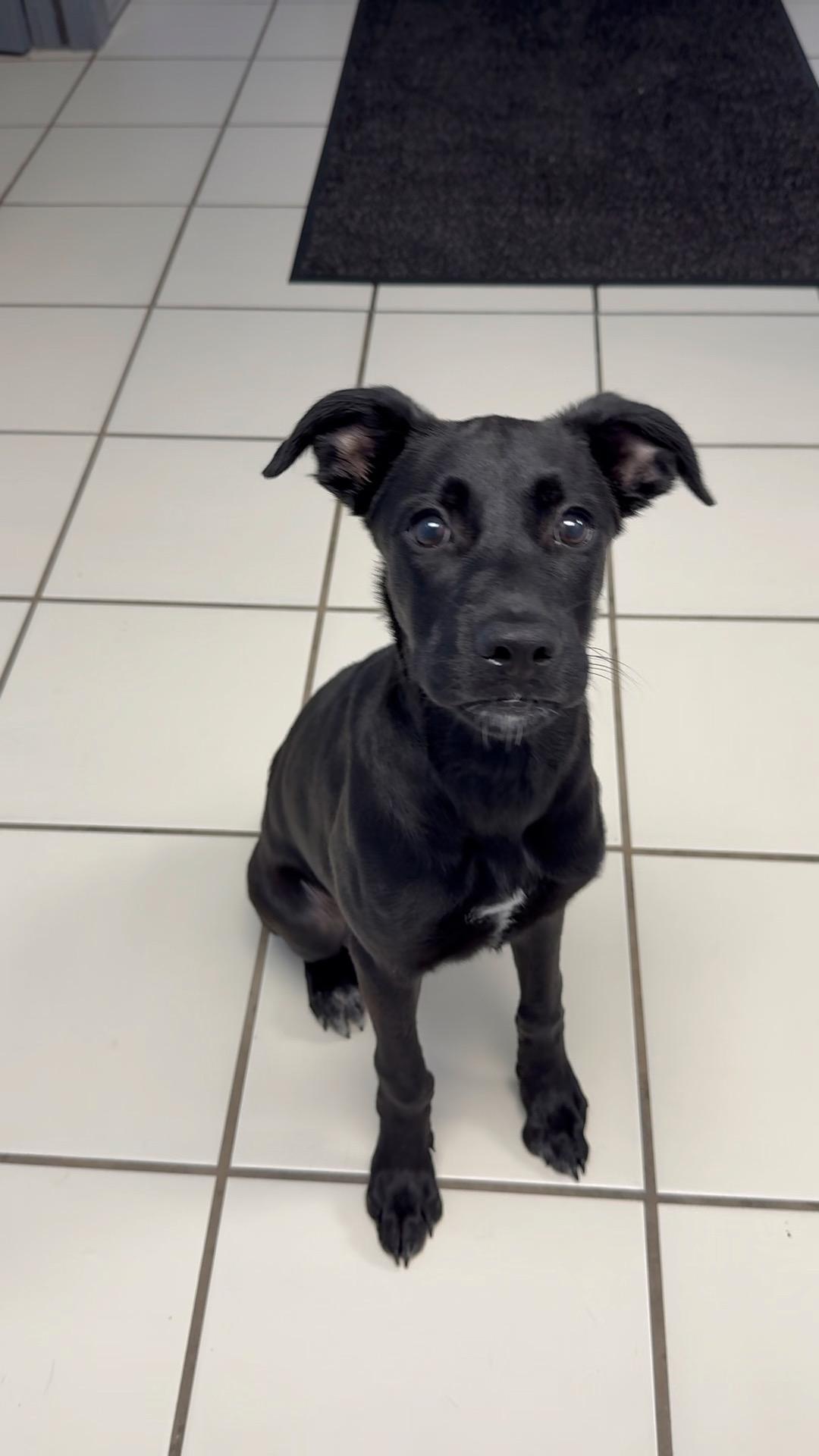 Enlarge Kleo, a Adoptable mixed breed in Lexington, KY image 3/4