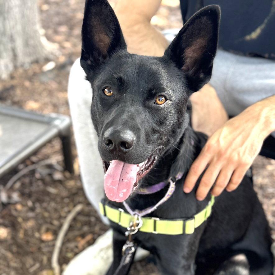 Enlarge Landon, a Adoptable German Shepherd Dog in Oakland, CA image 2/3