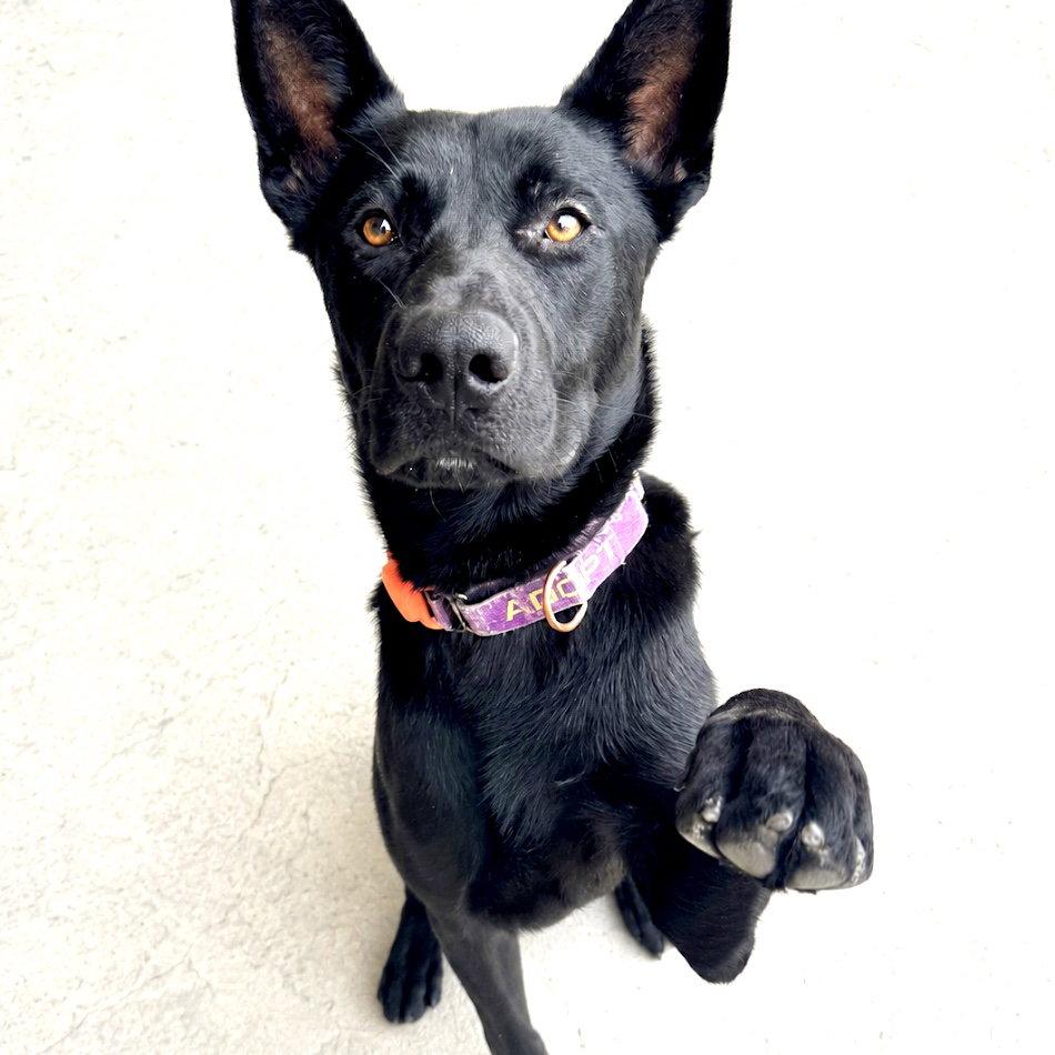 Enlarge Landon, a Adoptable German Shepherd Dog in Oakland, CA image 2/3