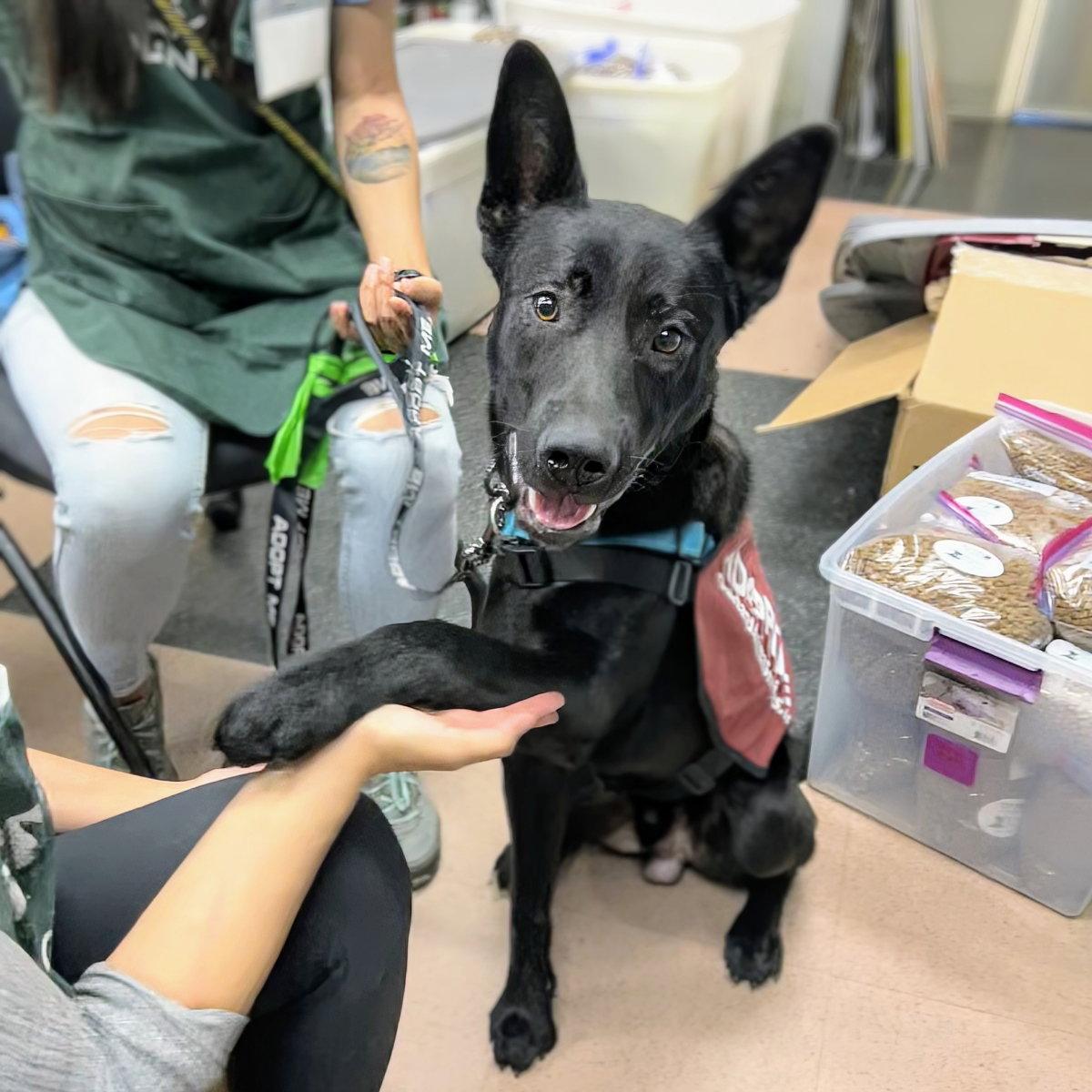 Enlarge Landon, a Adoptable German Shepherd Dog in Oakland, CA image 3/3