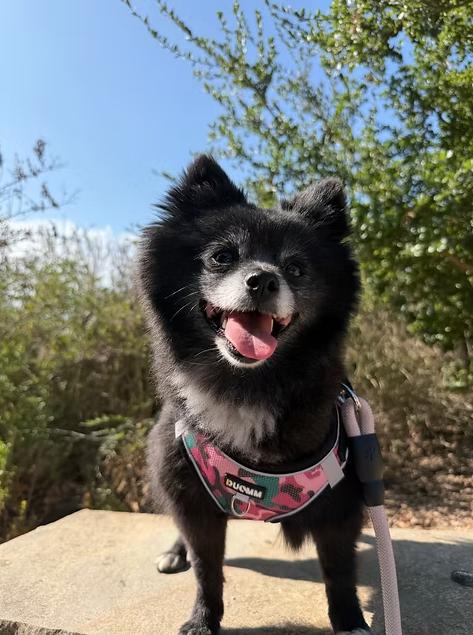 Enlarge Porsche, a ADOPTABLE Pomeranian in Placentia, CA image 1/1