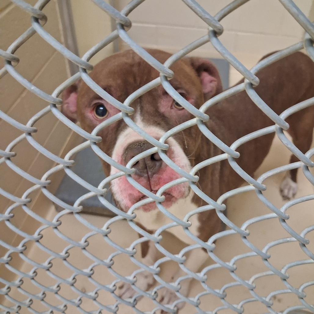 Brown sugar, Adoptable, Adult Male Mixed Breed.