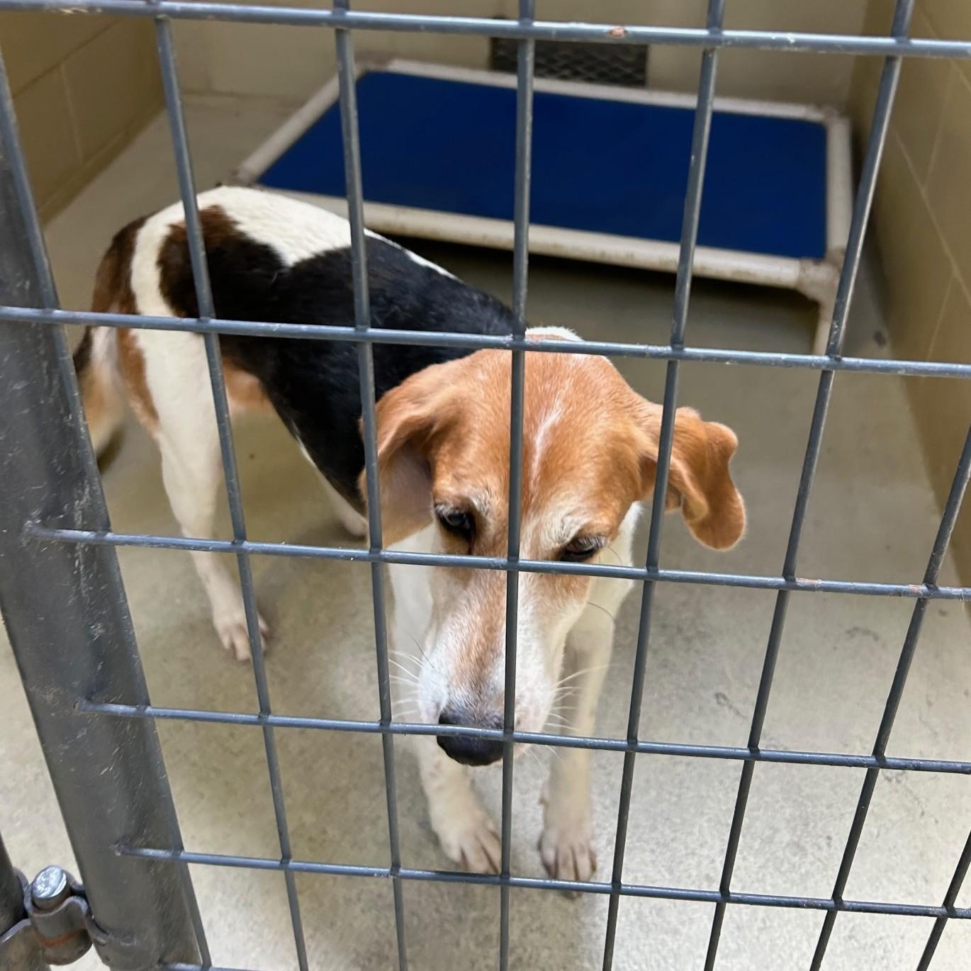 Enlarge Bristine, a Adoptable mixed breed in Clarksville, VA image 3/6