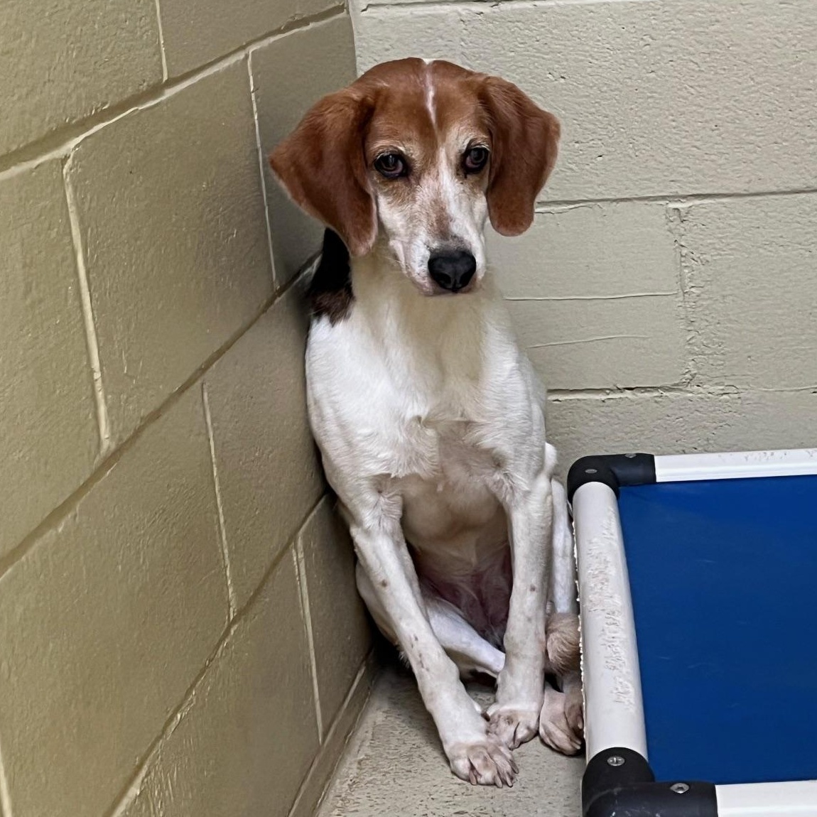 Enlarge Bristine, a Adoptable mixed breed in Clarksville, VA image 2/6