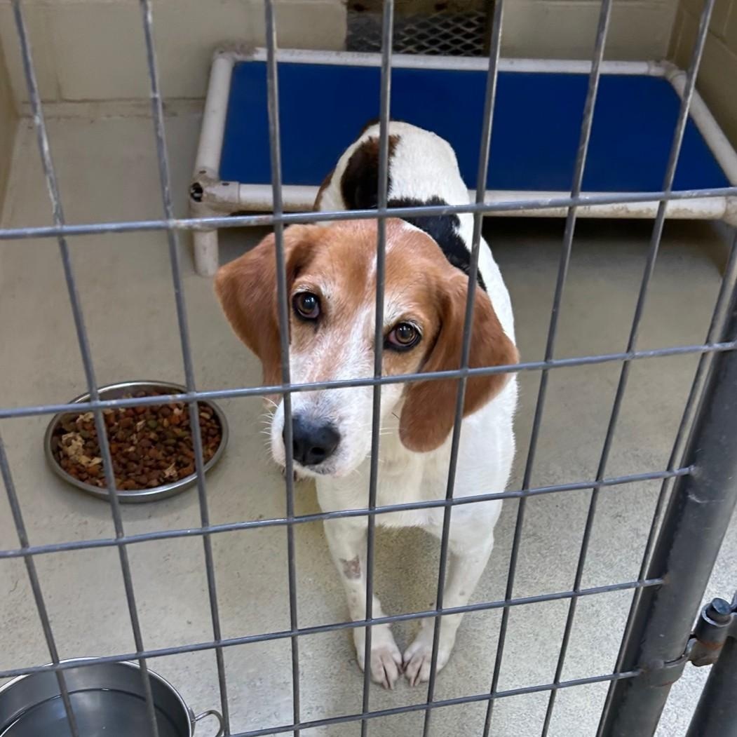 Enlarge Bristine, a Adoptable mixed breed in Clarksville, VA image 6/6