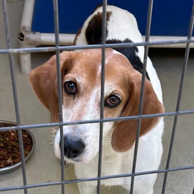 Enlarge Bristine, a Adoptable mixed breed in Clarksville, VA image 4/6
