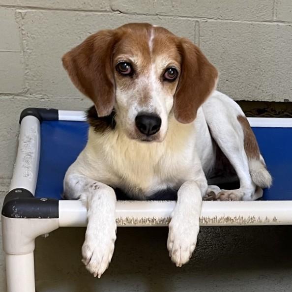 Bristine, Adoptable, Adult Male Hound & Foxhound.