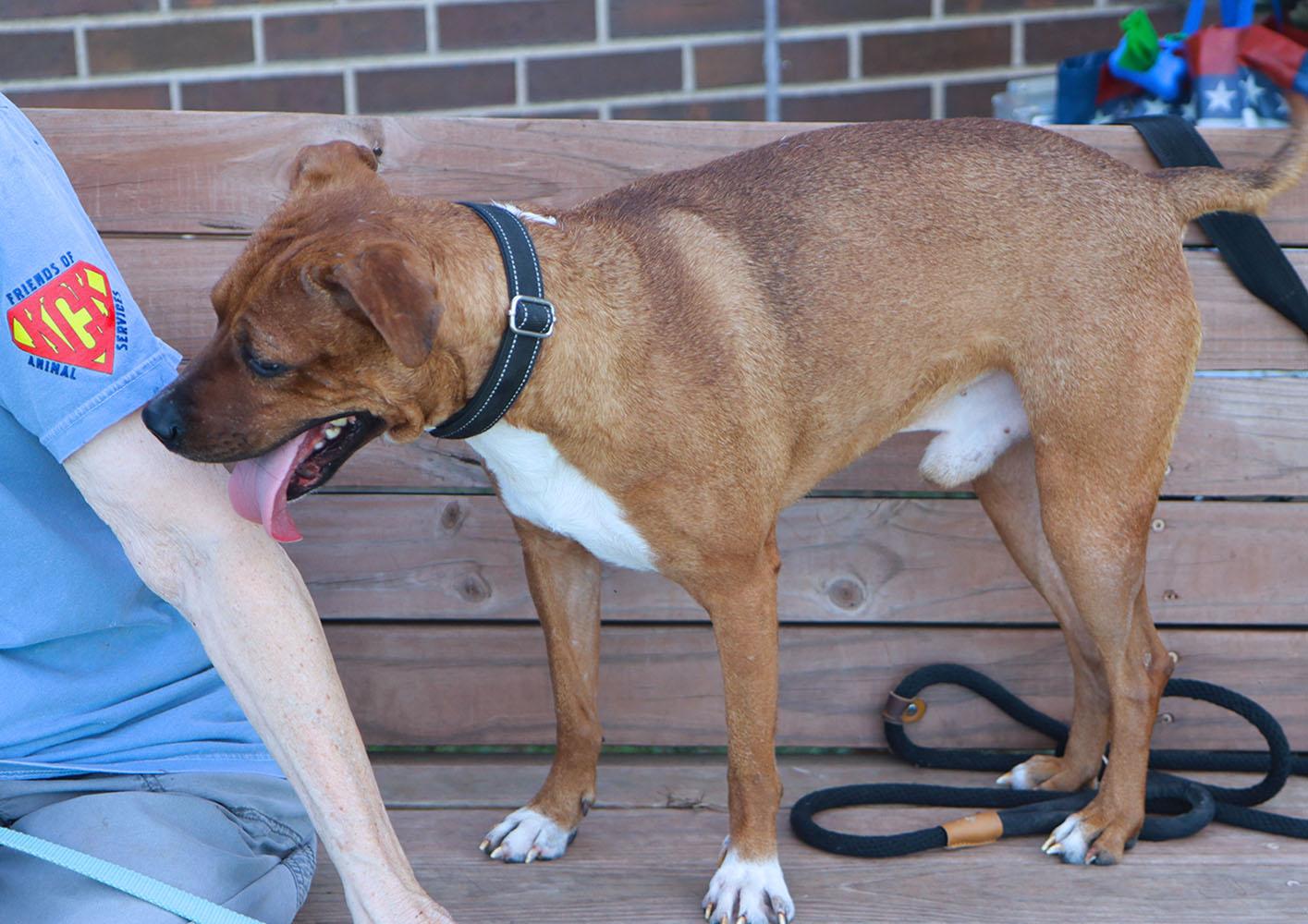 Enlarge Churro (AO37284), a Adoptable mixed breed in Kansas City, KS image 2/6