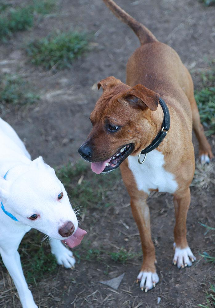 Enlarge Churro (AO37284), a Adoptable mixed breed in Kansas City, KS image 4/6