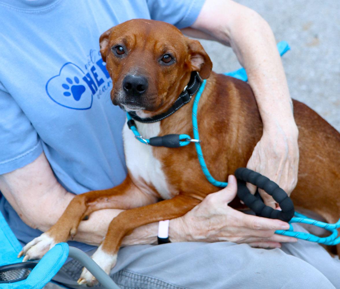 Enlarge Churro (AO37284), a Adoptable mixed breed in Kansas City, KS image 6/6