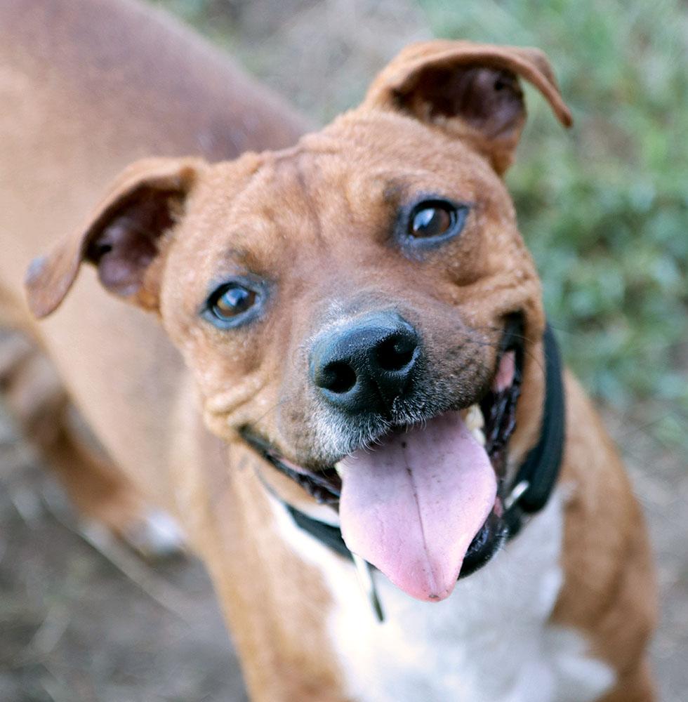 Churro (AO37284), Adoptable, Young Male Terrier.