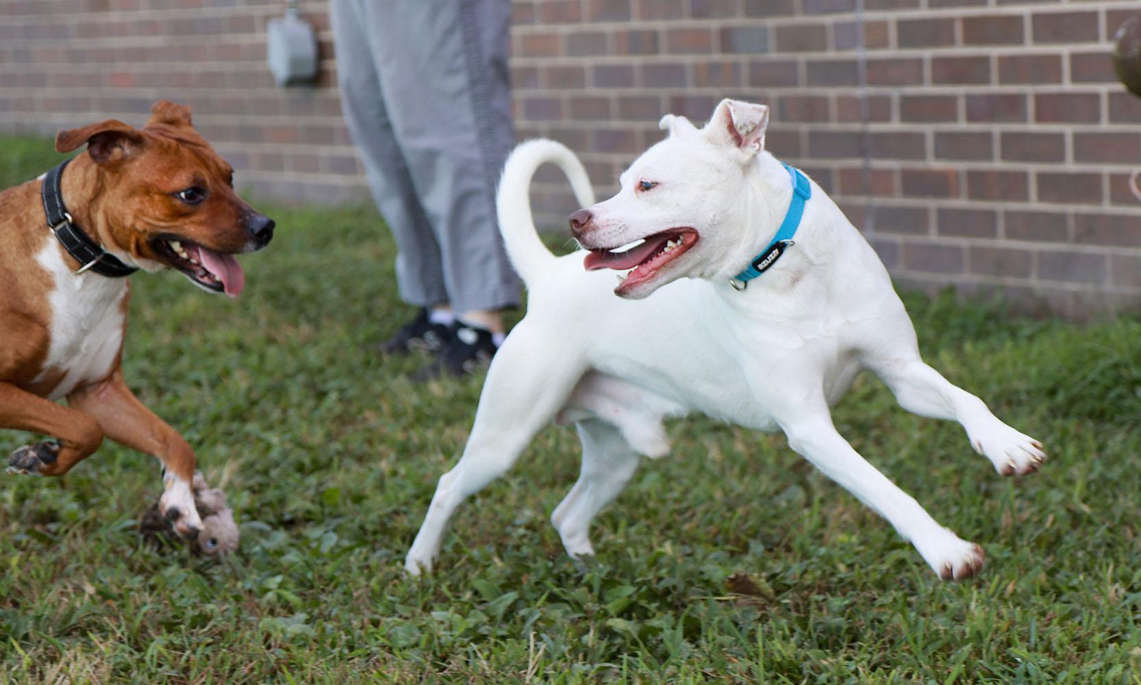 Enlarge Churro (AO37284), a Adoptable mixed breed in Kansas City, KS image 3/6