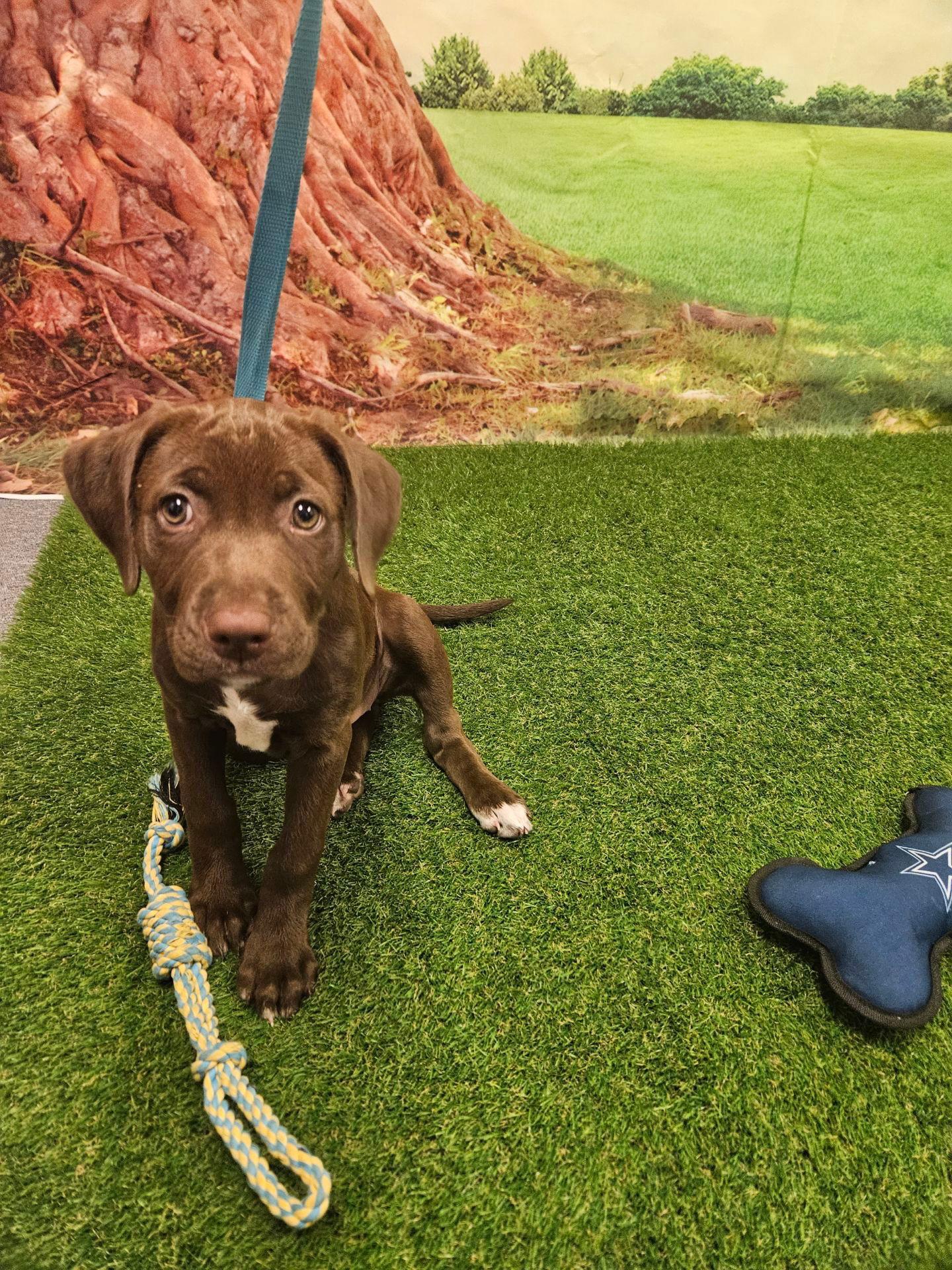 Maxine, Adopted, Young Female Chocolate Labrador Retriever.