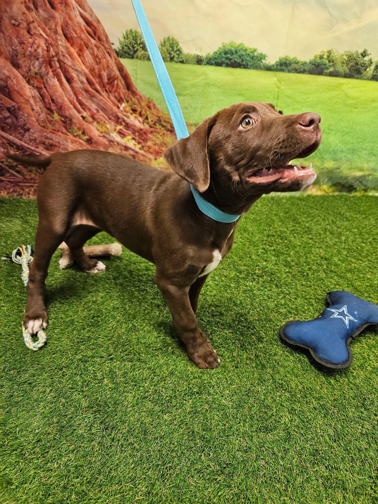 Enlarge Maxine, a Adopted Chocolate Labrador Retriever in Euless, TX image 2/3