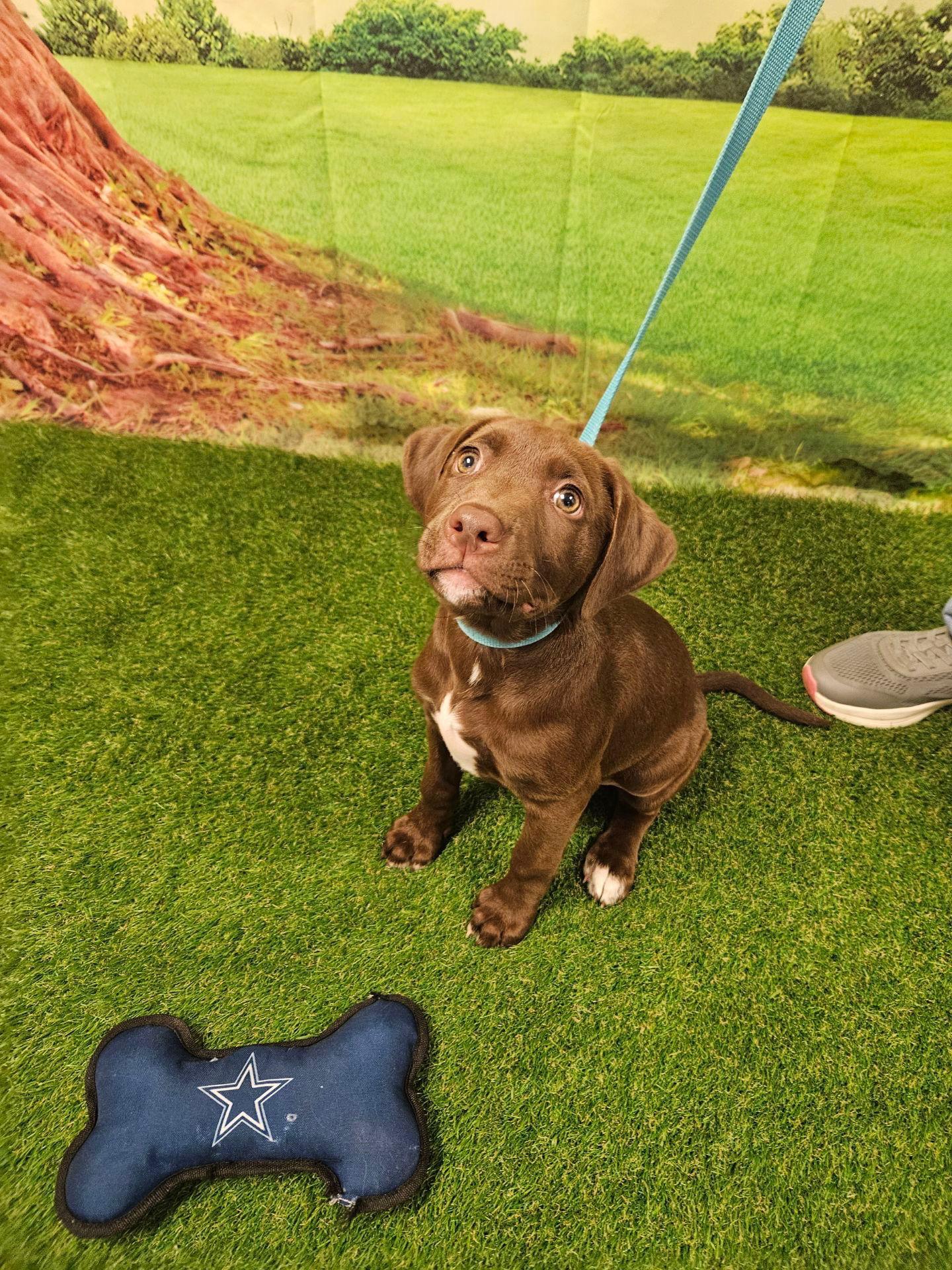 Enlarge Maxine, a Adopted Chocolate Labrador Retriever in Euless, TX image 3/3