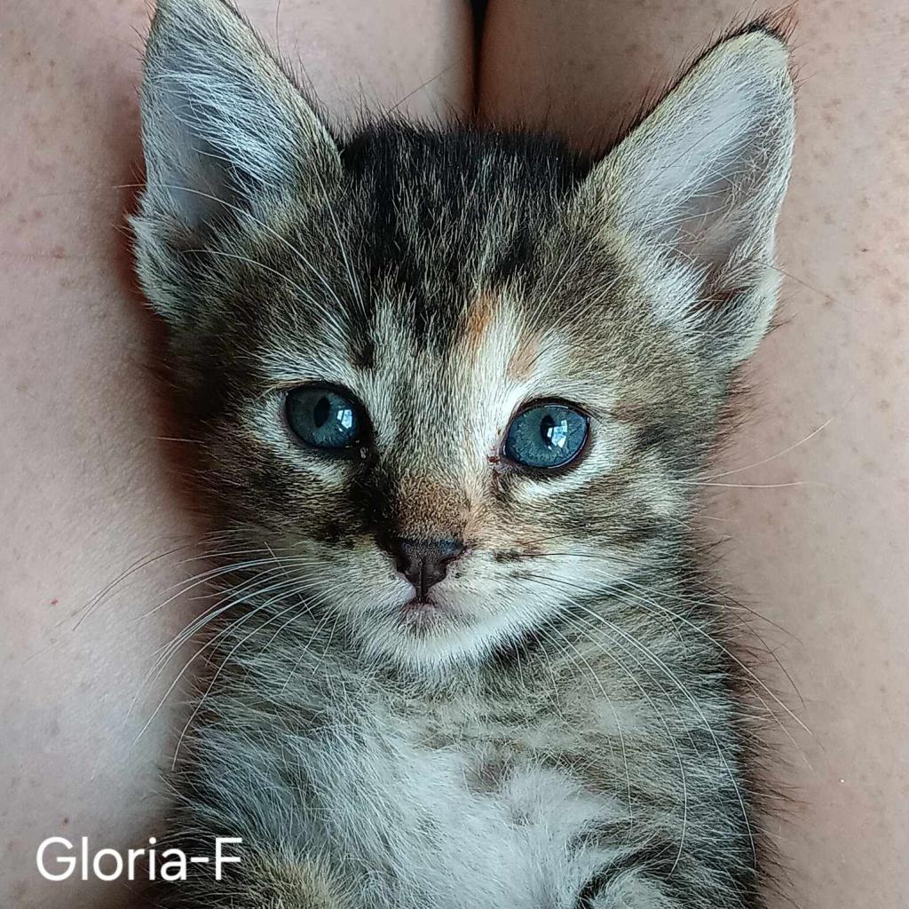 Enlarge Gloria, a Adoptable Domestic Short Hair in Hinesville, GA image 1/3