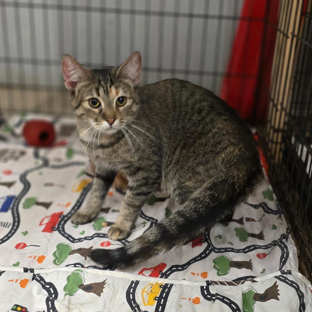 Enlarge Gloria, a Adoptable Domestic Short Hair in Hinesville, GA image 2/3