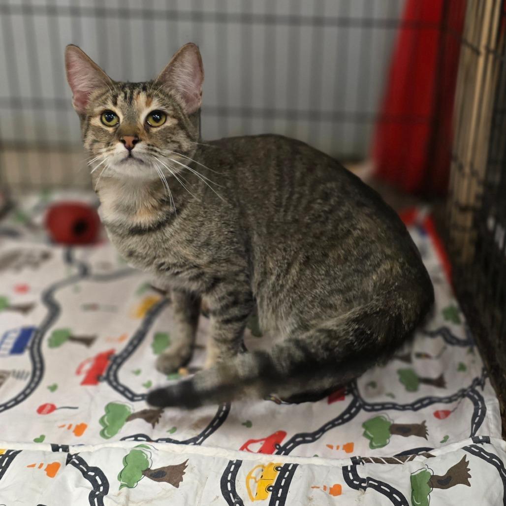 Enlarge Gloria, a Adoptable Domestic Short Hair in Hinesville, GA image 3/3