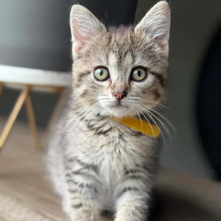 Toast, adoptable, Kitten Female Domestic Short Hair & Tabby.