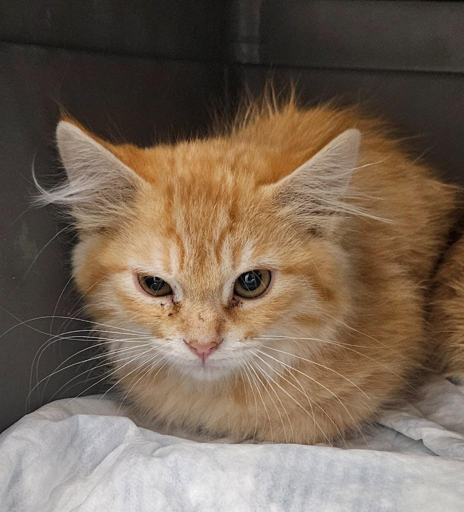 Enlarge DLH orange Kitten, a Adoptable mixed breed in Green River, WY image 1/1