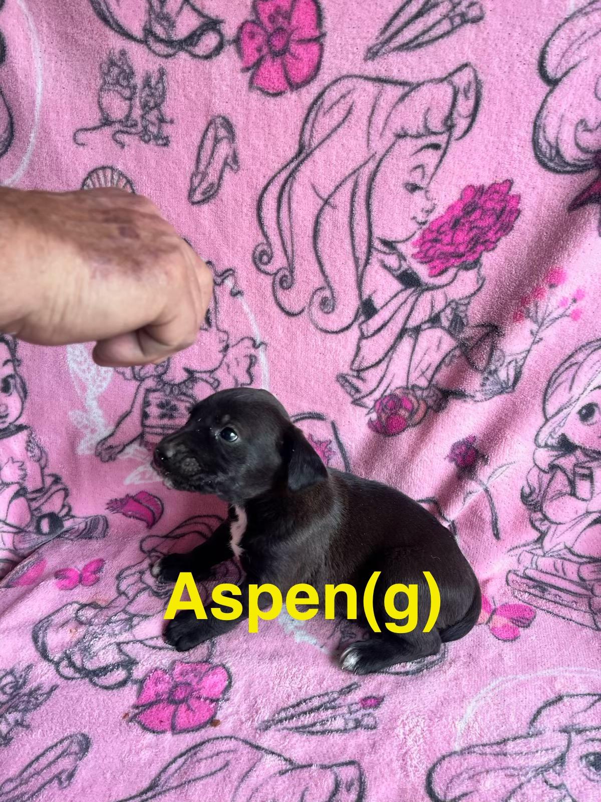 Aspen, ADOPTABLE, Puppy Female Labrador Retriever & Hound.