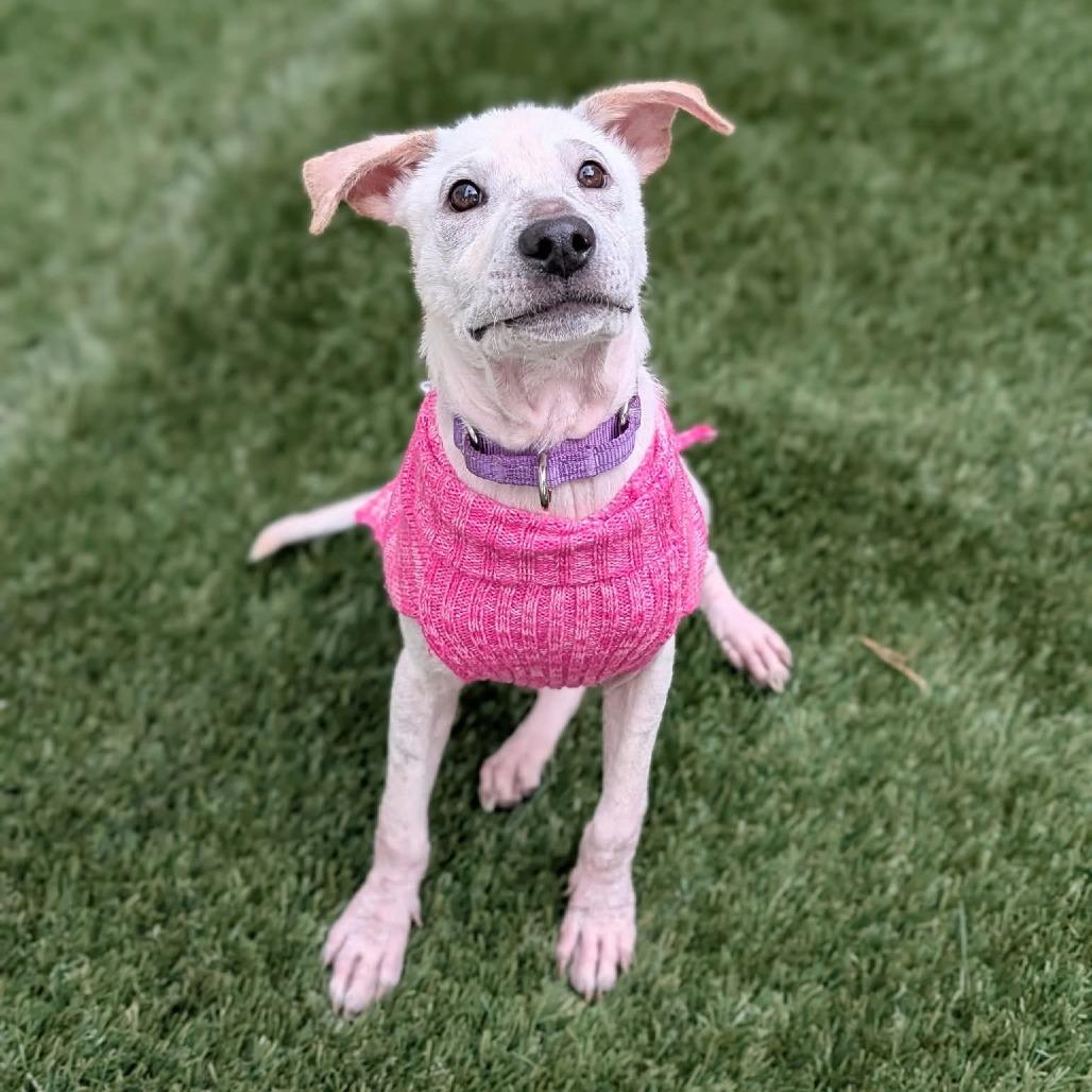 Enlarge Hidden Gem, a Adoptable Mixed Breed in Fredericksburg, VA image 1/6