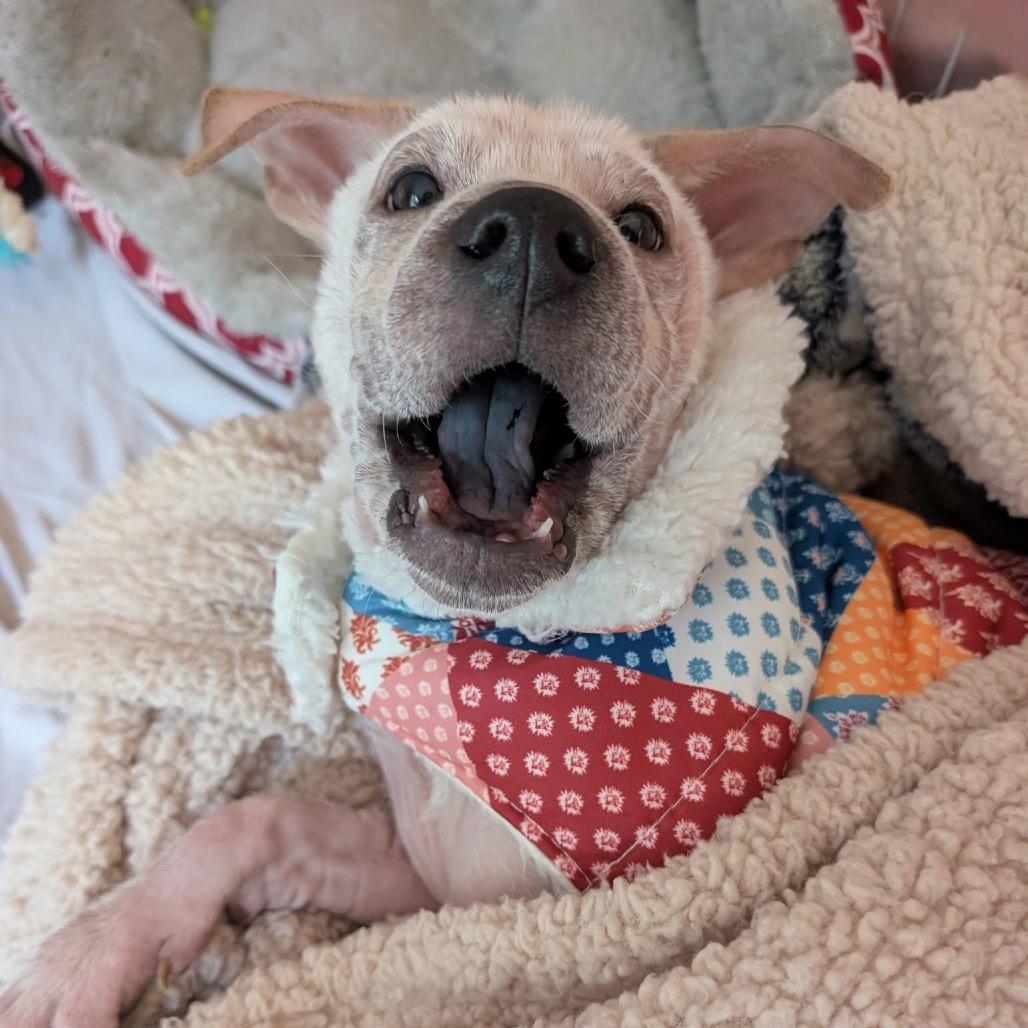 Enlarge Hidden Gem, a Adoptable Mixed Breed in Fredericksburg, VA image 2/6