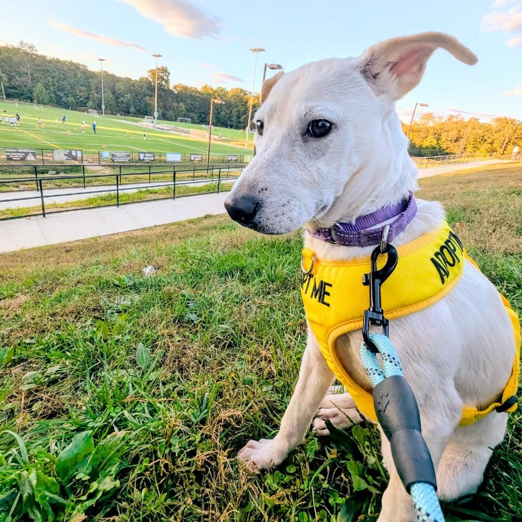 Hidden Gem, Adoptable, Young Female Mixed Breed.