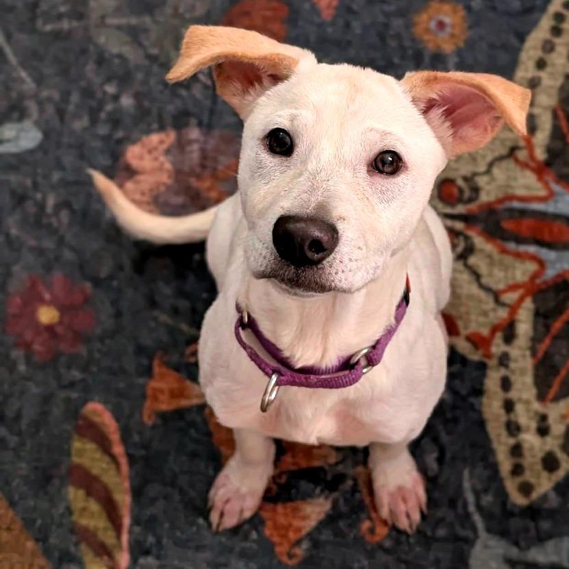 Enlarge Gemma, a Adoptable Mixed Breed in Fredericksburg, VA image 1/4