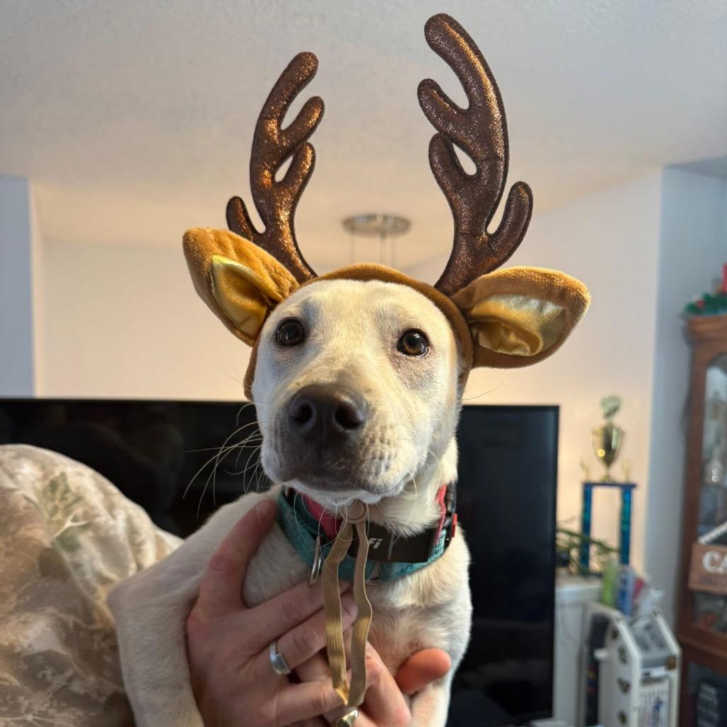 Enlarge Hidden Gem, a Adoptable Mixed Breed in Fredericksburg, VA image 3/6