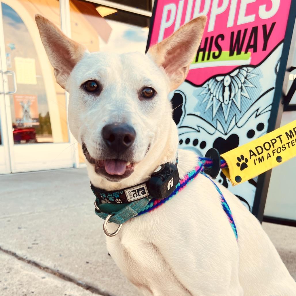 Gemma, Adoptable, Young Female Mixed Breed.