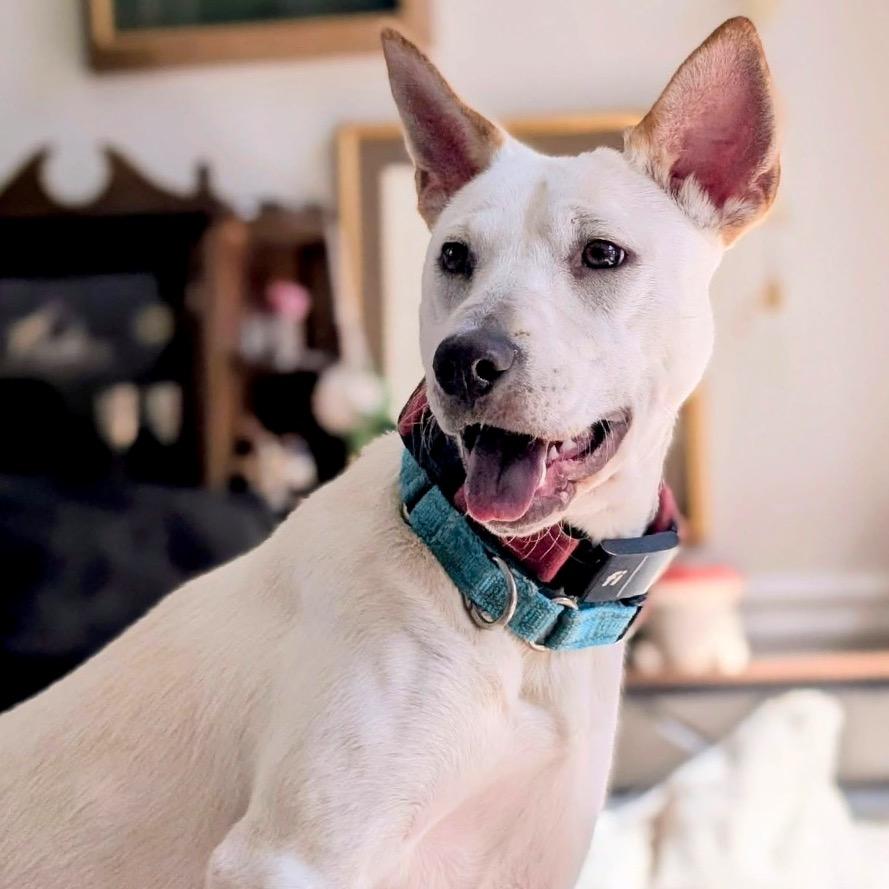 Enlarge Gemma, a Adoptable Mixed Breed in Fredericksburg, VA image 3/5