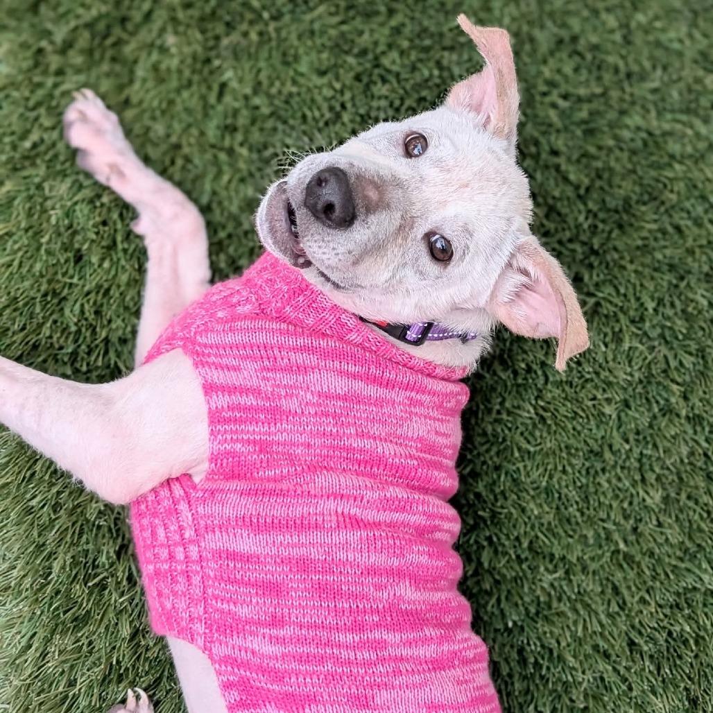 Enlarge Hidden Gem, a Adoptable Mixed Breed in Fredericksburg, VA image 4/6