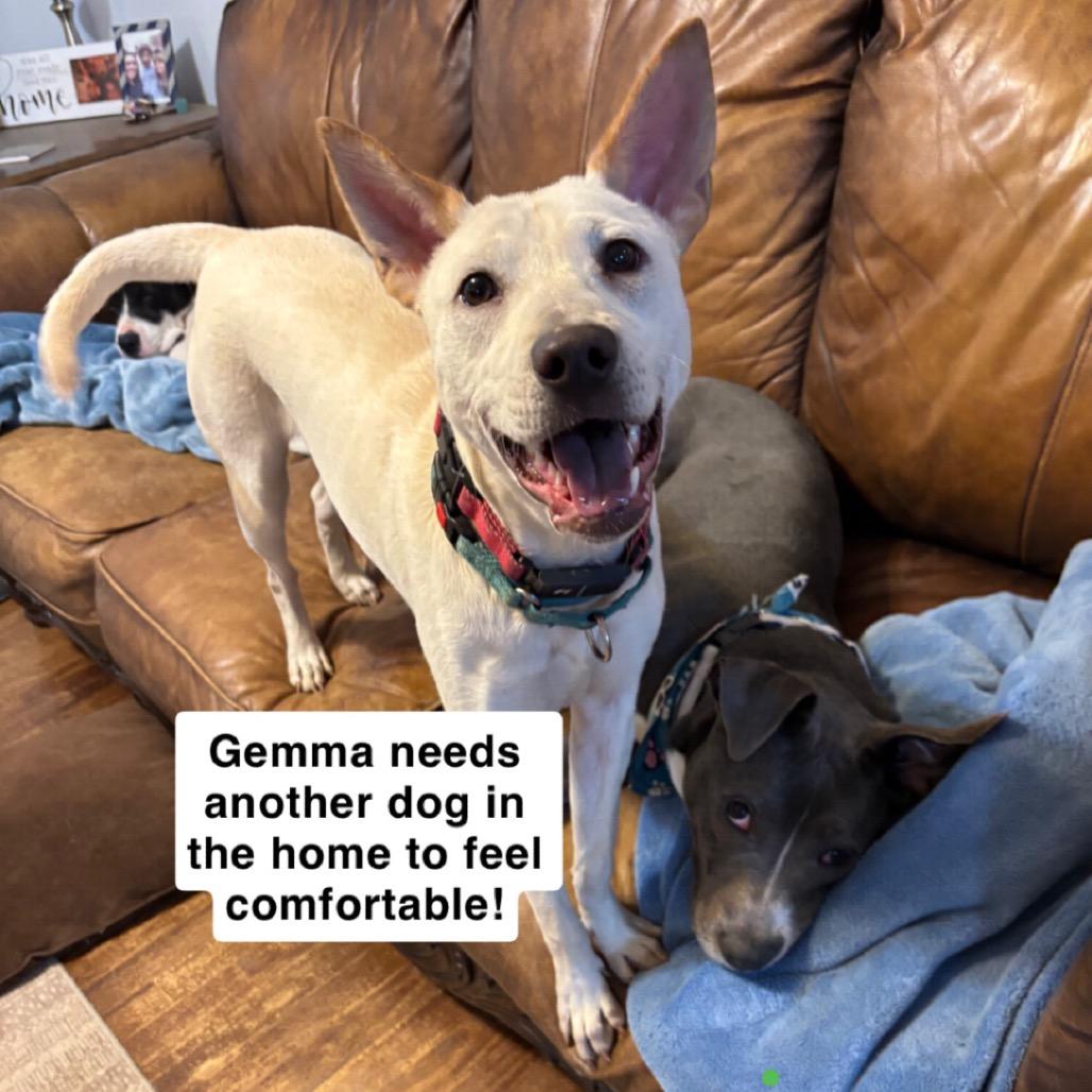 Enlarge Gemma, a Adoptable Mixed Breed in Fredericksburg, VA image 3/5