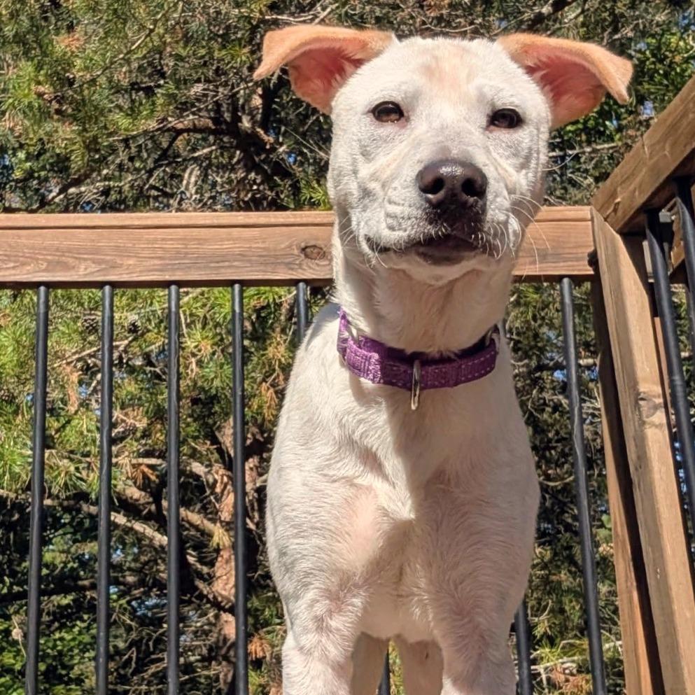 Enlarge Gemma, a Adoptable Mixed Breed in Fredericksburg, VA image 2/4